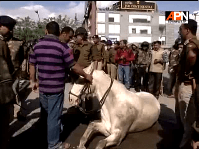 BJP workers brutally beating a horse during protests at Dehradun