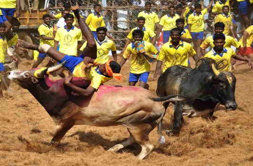 Jallikattu: symptom of cultural pathology