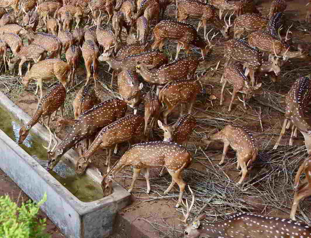 BEVY OF BEAUTIES: Spotted deer quench their thirst on a sunny day at Thiruvananthapuram Zoo, UNI