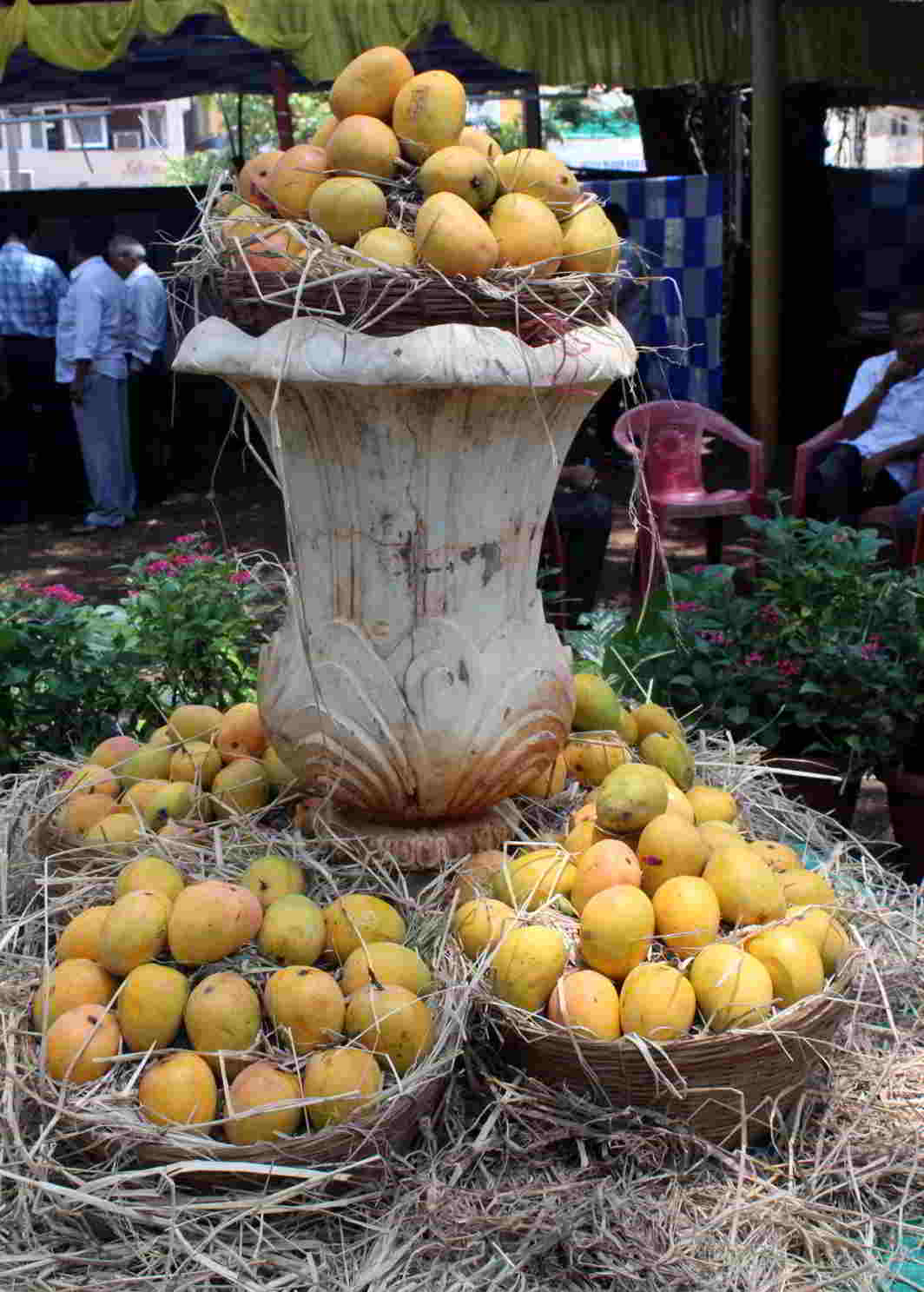 DELICIOUS TREAT: Alphonso mangoes displayed at the inauguration of a seven-day exhibition and sale in Belagavi, UNI