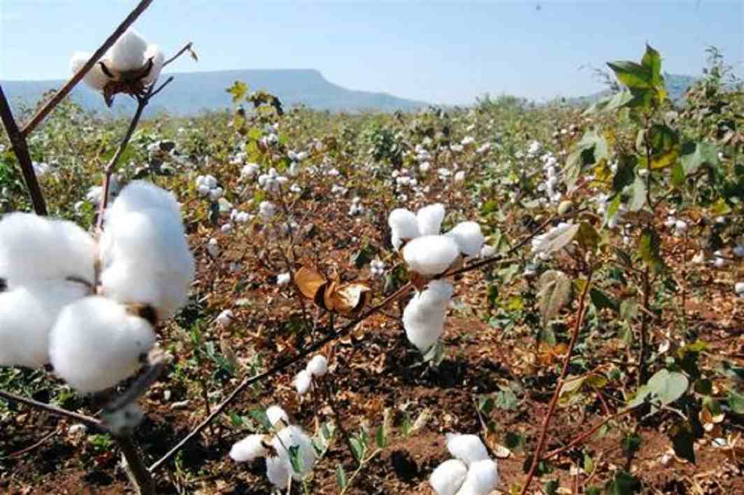 Study points to quality issues in Bt Cotton seeds