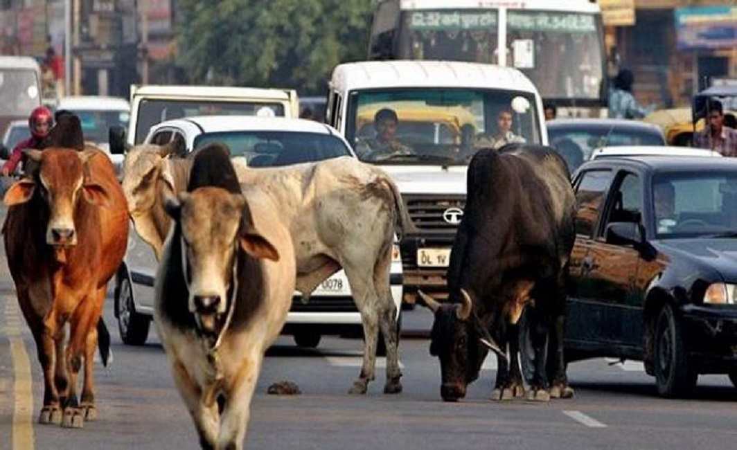 Cows happy, people aren’t