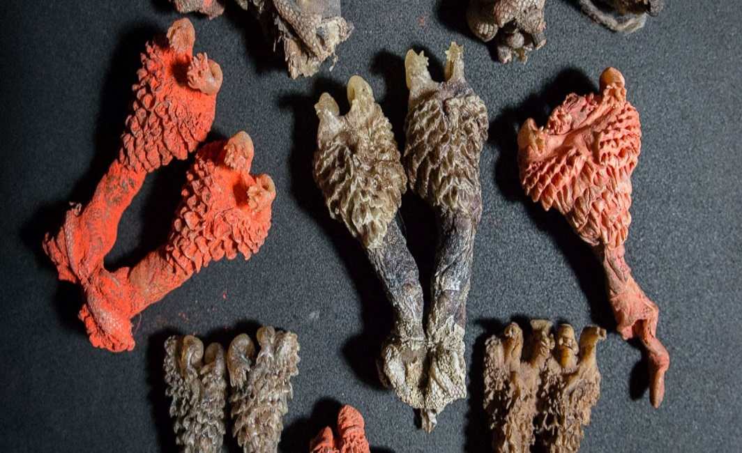 Dried lizard penises from India sold as good luck charms