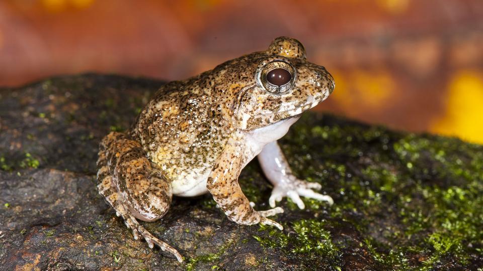 Discovery of four new frog species re-affirms the biodiversity of the Western Ghats