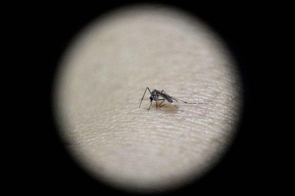 India placed in Category 2 of Zika risk list of WHO