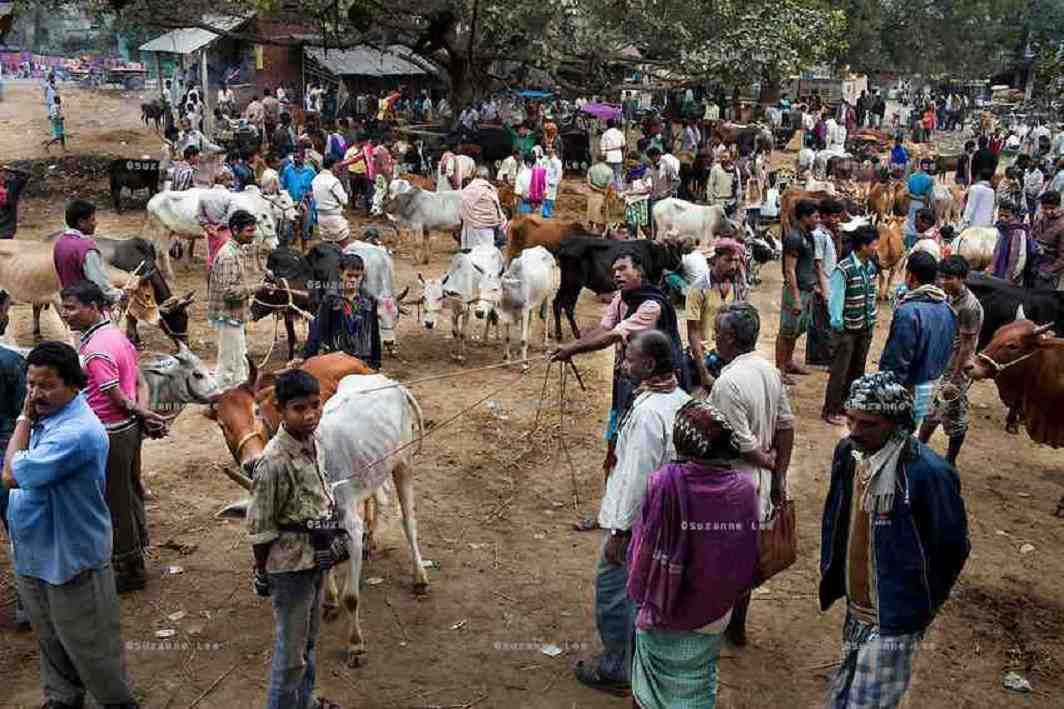 SC issues notice to Centre on cattle trade ban