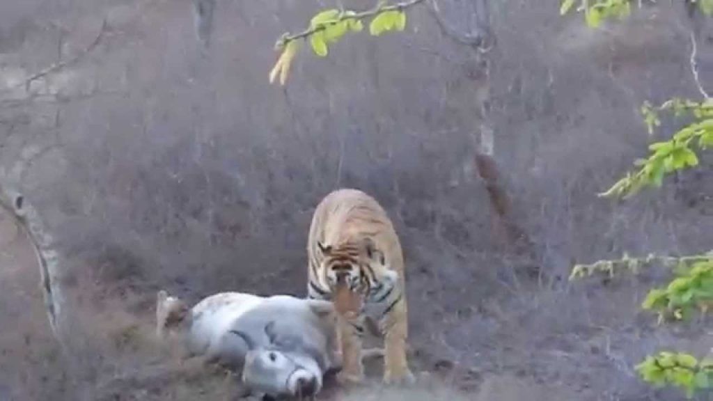 Damage to crop and livestock from wildlife continues to be high despite mitigation effort: Study