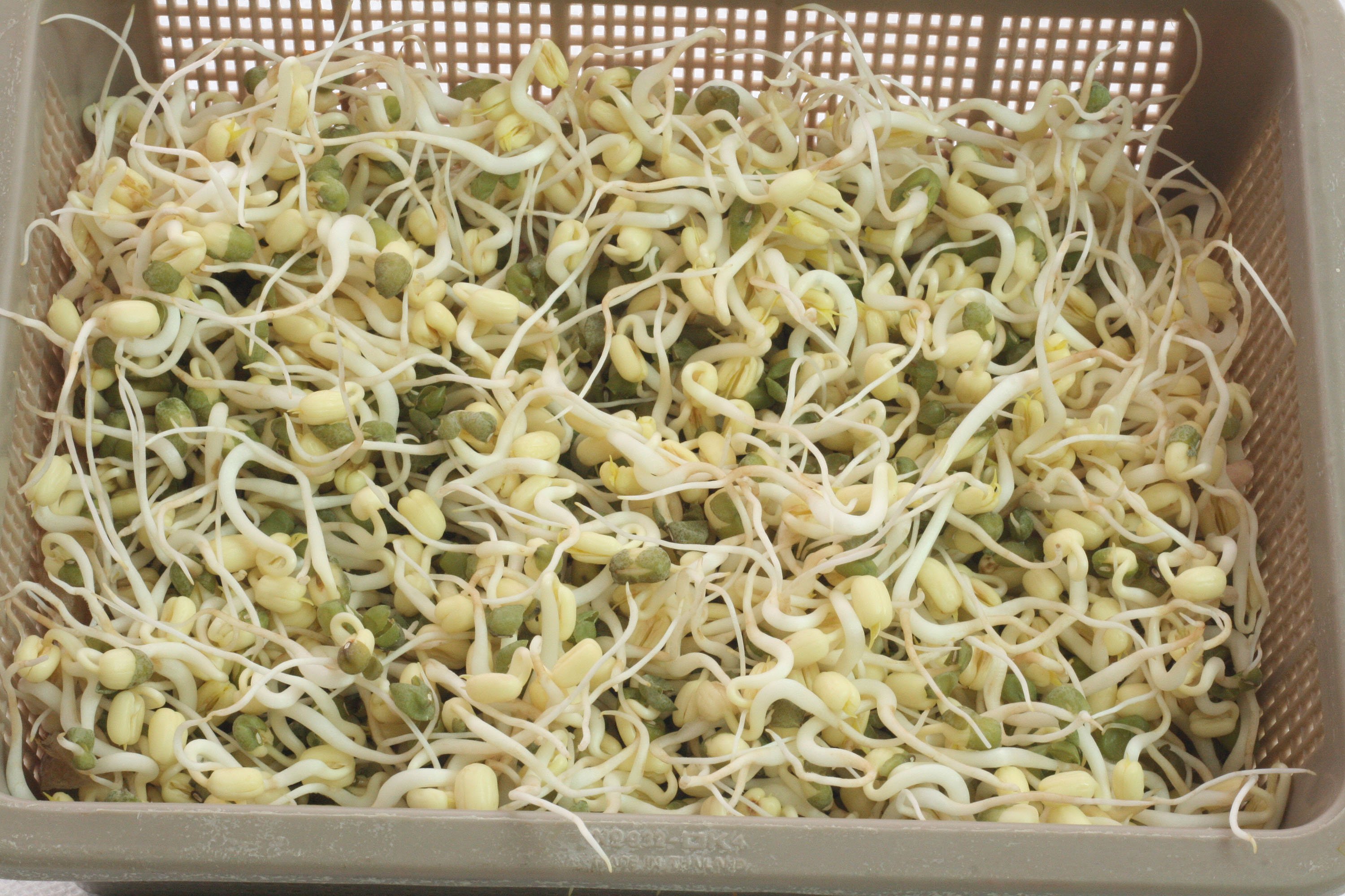 Bean Sprouts