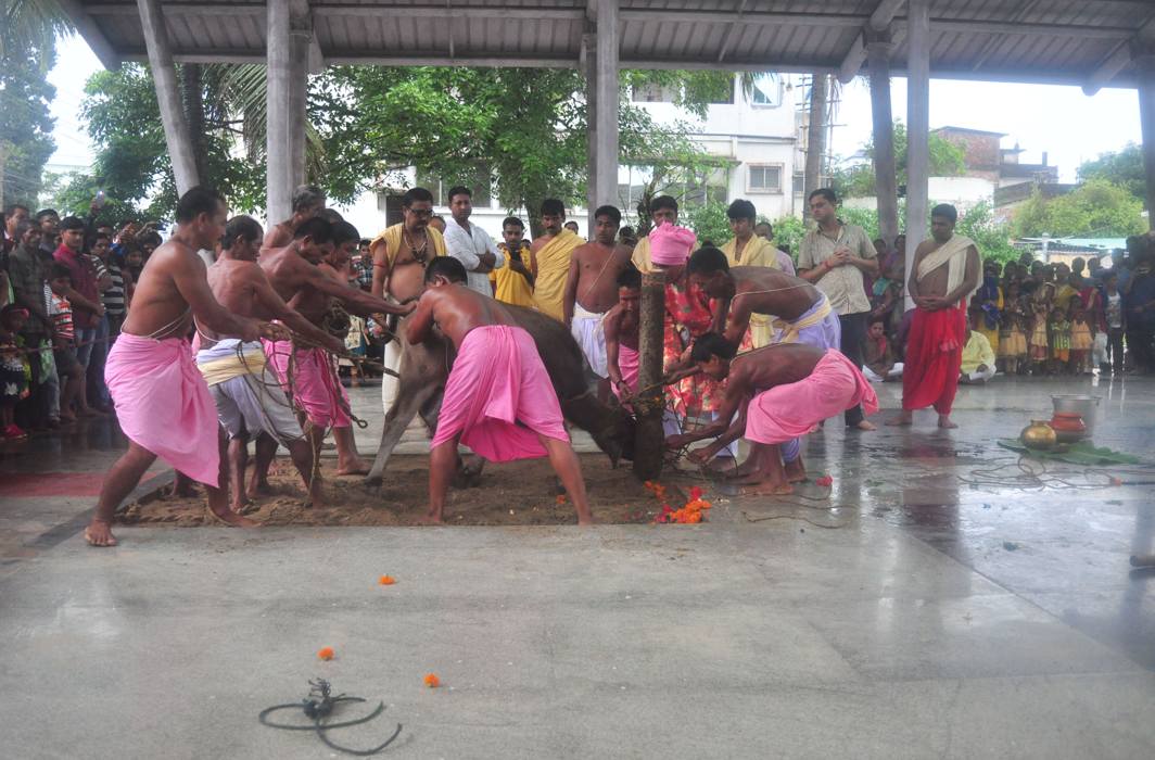 RITUAL KILLING: A buffalo calf being sacrificed as a ritual during Durga Puja festival in Agartala, UNI