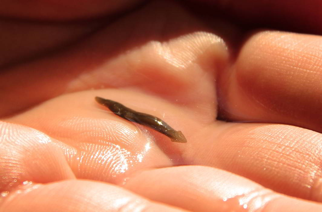 Scientists studying a flatworm to explore possibility of skin tissue regeneration