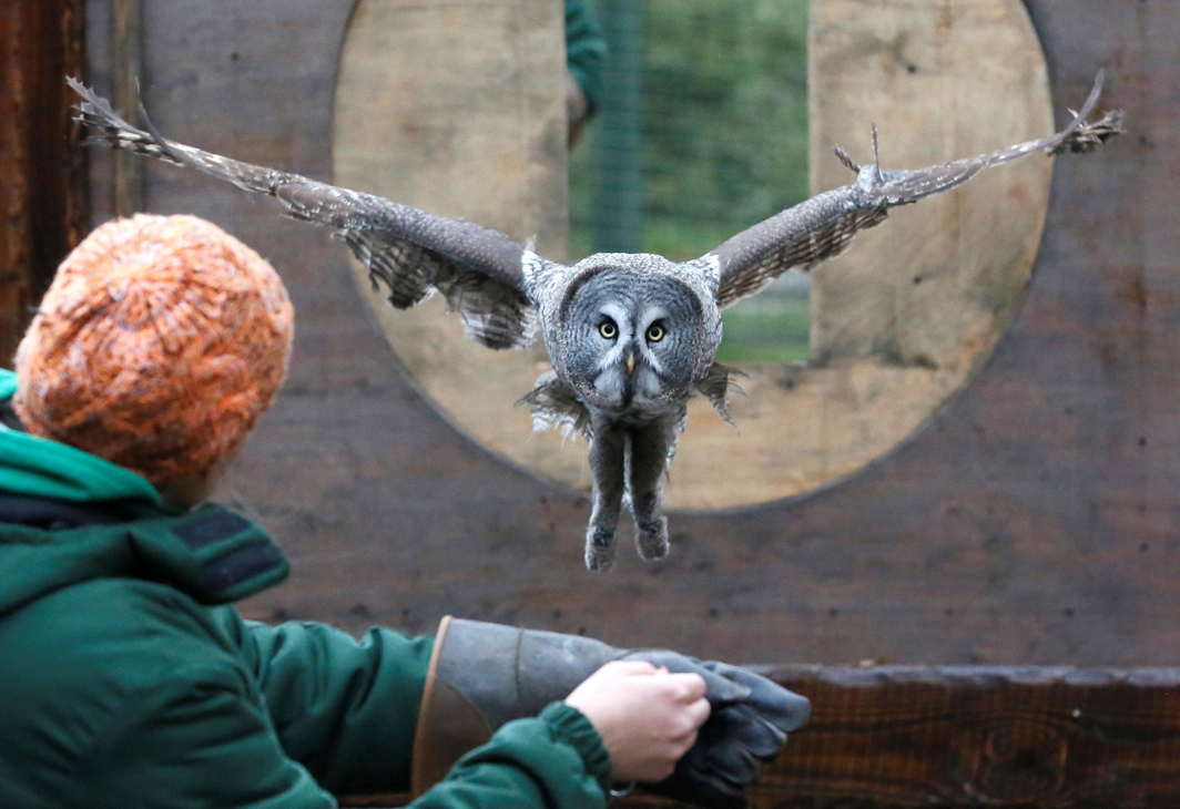 ENTER HEDWIG: Mykh, a 1.5-year-old great gray owl, flies through a window during a training session which is a part of Royev Ruchey Zoo's programme of taming wild animals for research, education and interaction with visitors, in a suburb of the Siberian city of Krasnoyarsk, Russia, Reuters/UNI