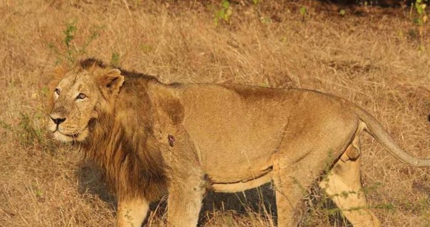 lions in Hyderabad