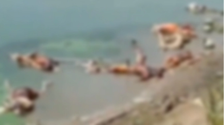 dead bodies in ganga river