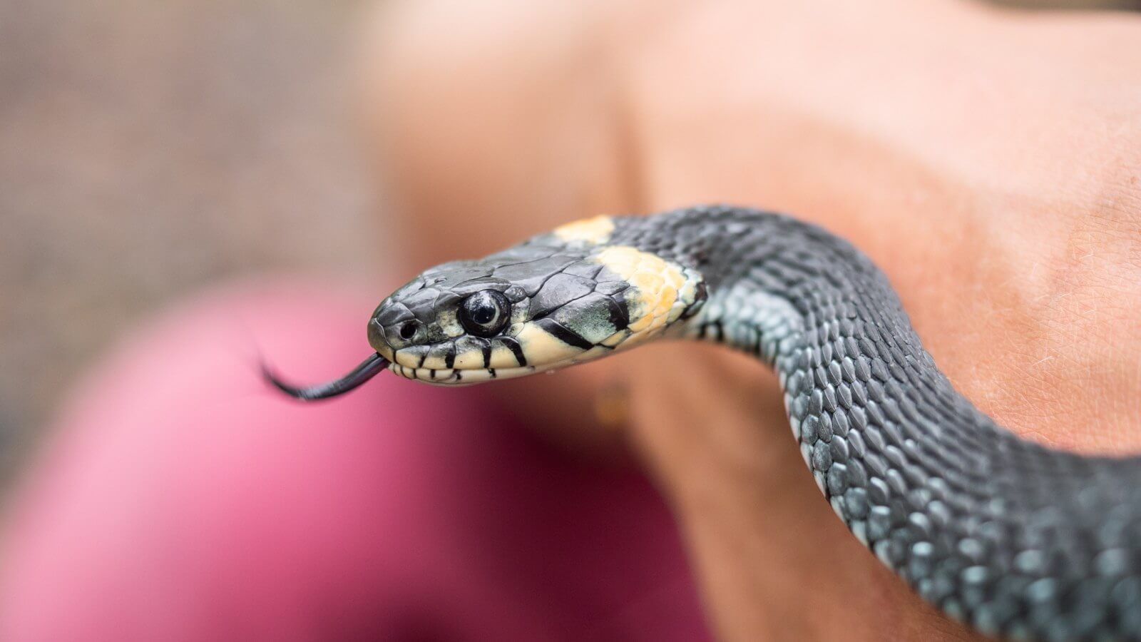 man bites snake