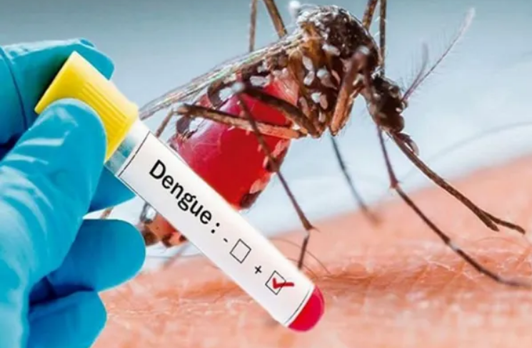 Dengue mosquito