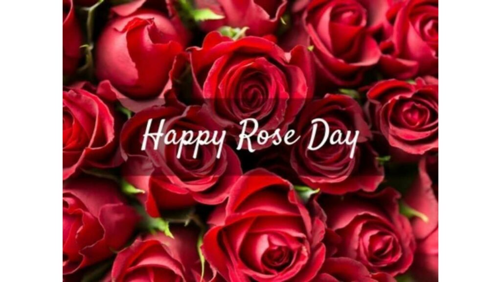Happy Rose Day 2025: Wishes and quotes to share with boyfriend, husband, girlfriend, wife, and parents