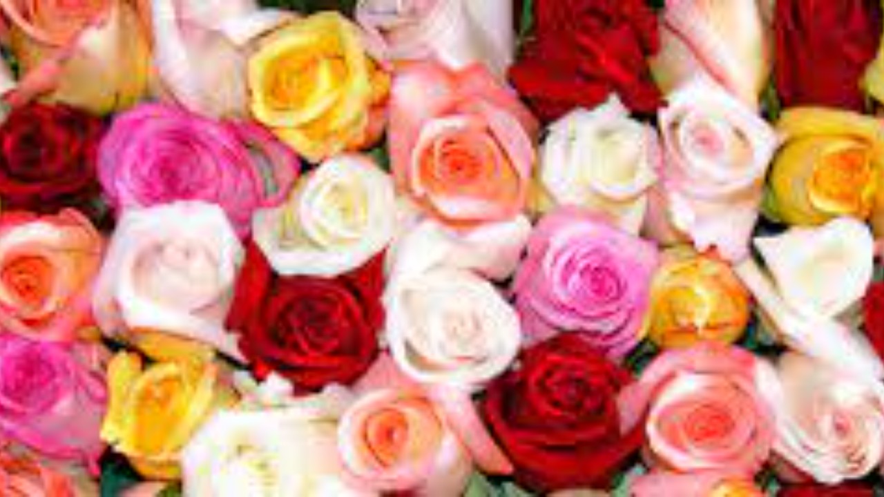 Happy Rose Day 2022: Know significance of different coloured roses