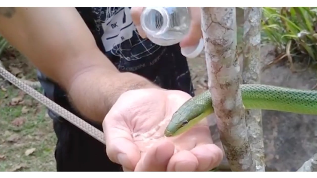 Video of man feeding water to thirsty snake goes viral, impresses Internet with his kindness | WATCH