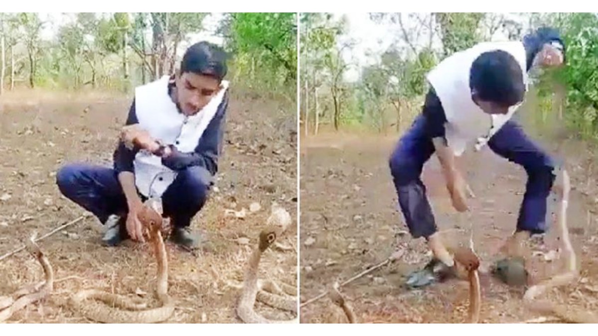 man performing stunt with cobras