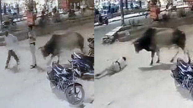 A video is being circulated on social media where a Delhi cop is attacked by a bull on Thursday evening in the city's Dayalpur area.