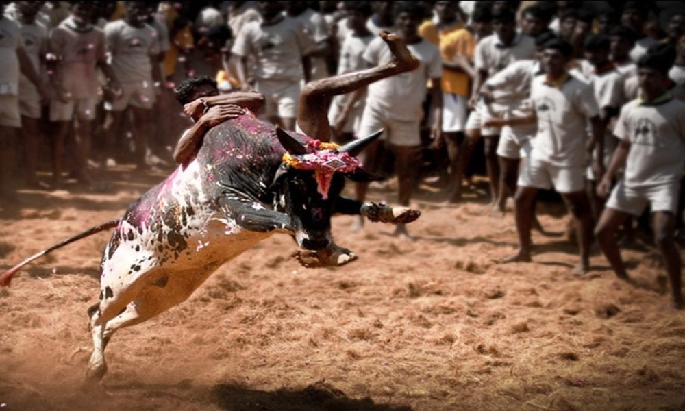 Jallikattu: 22 bull tamers injured on day-1 of this bullfighting festival