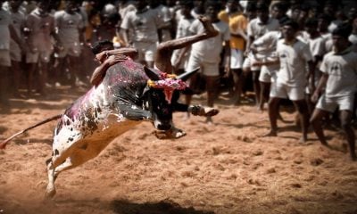 Jallikattu: 22 bull tamers injured on day-1 of this bullfighting festival