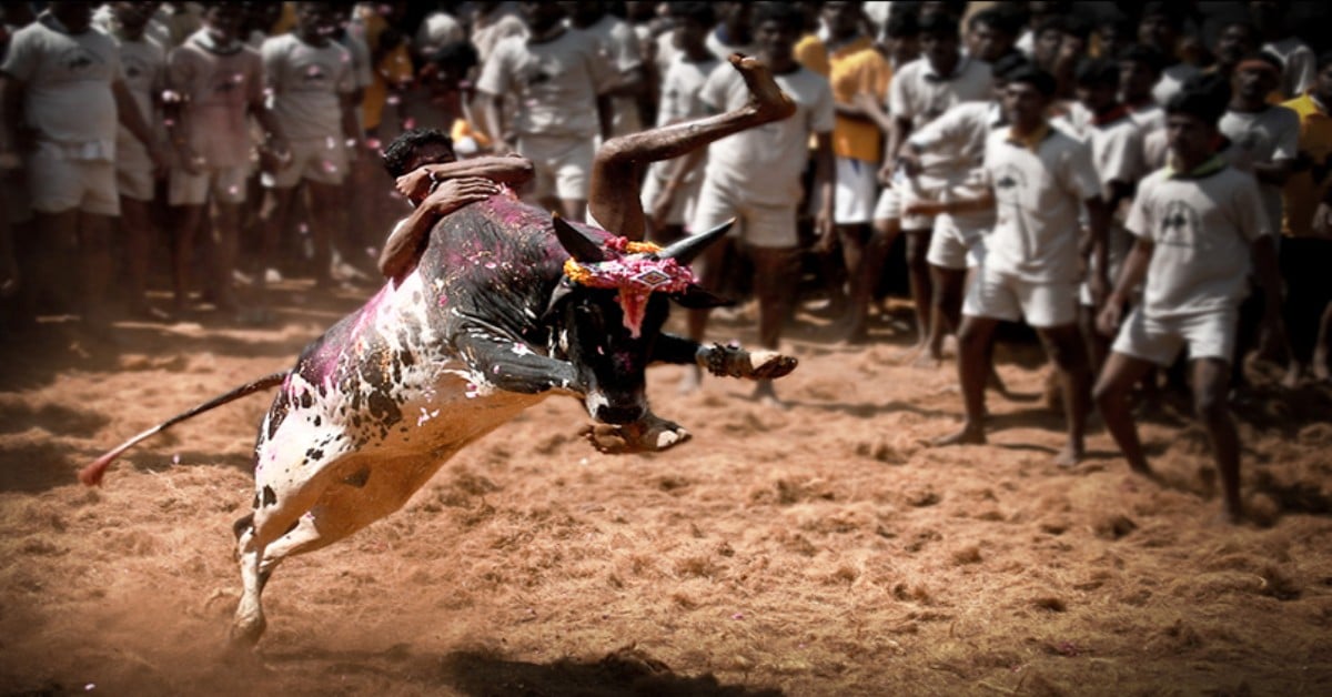 Jallikattu: 22 bull tamers injured on day-1 of this bullfighting festival