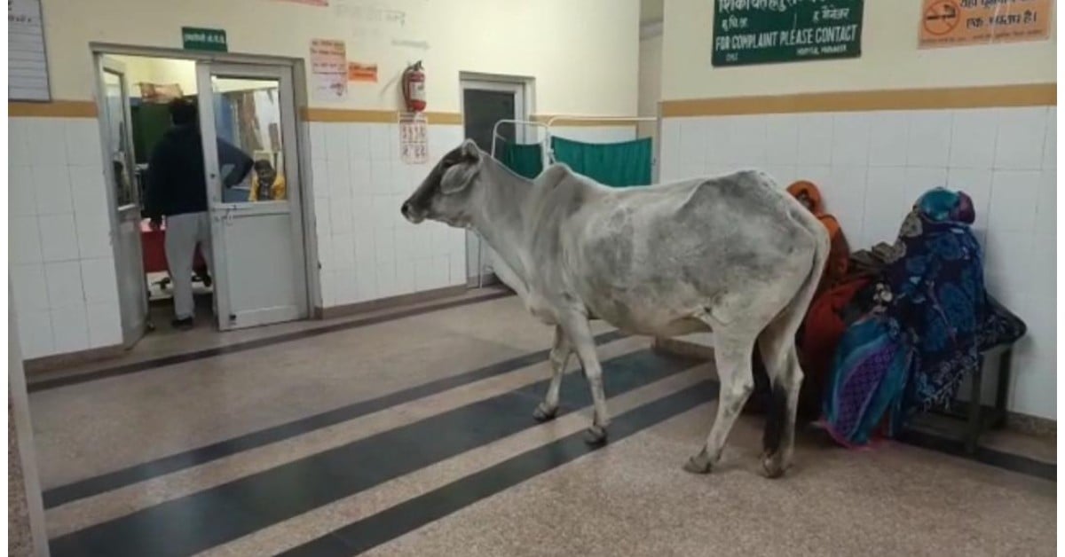 cow roaming inside Banda hospital