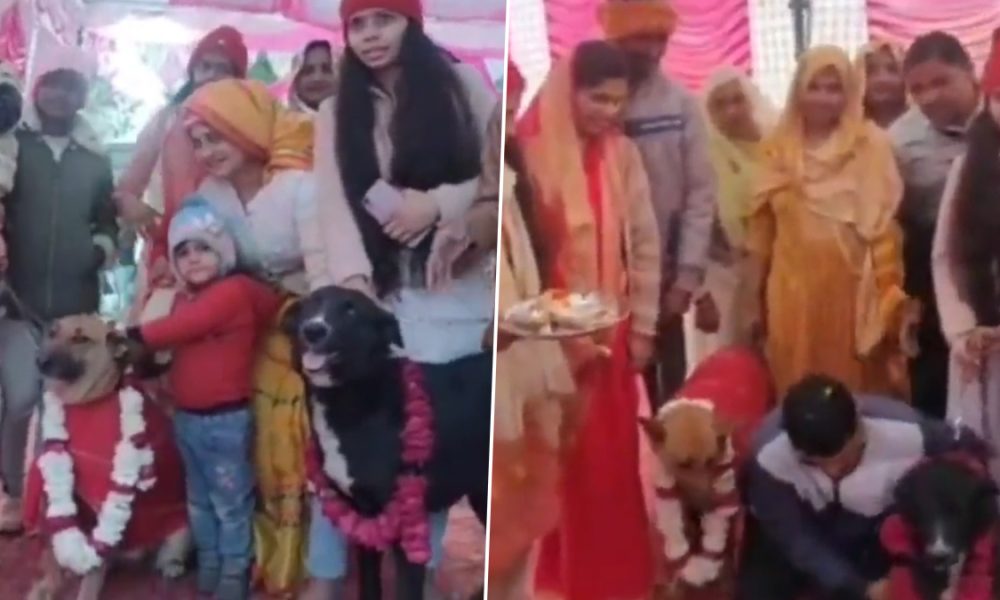 dog wedding