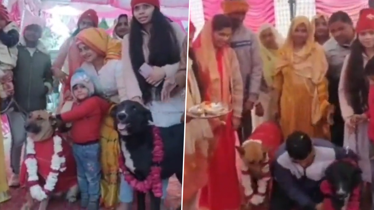 dog wedding