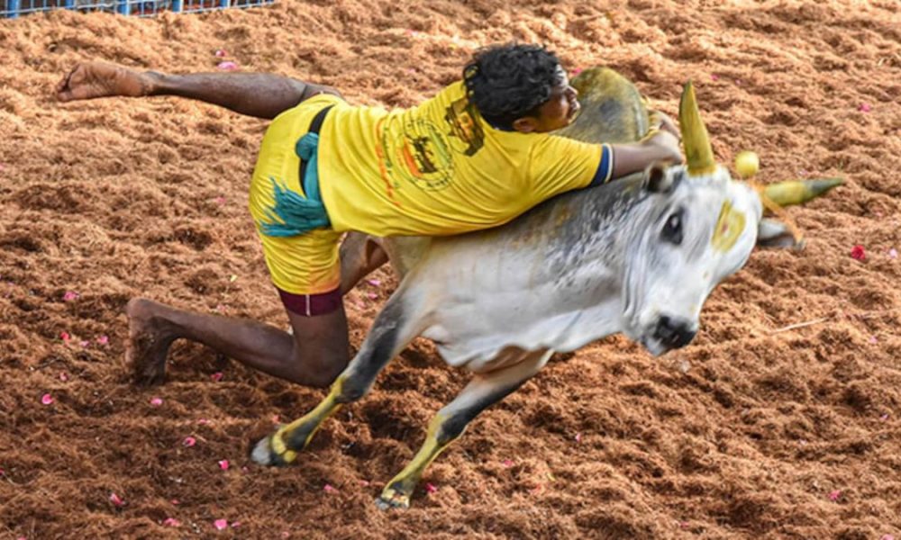 Tamil Nadu jallikattu Festival