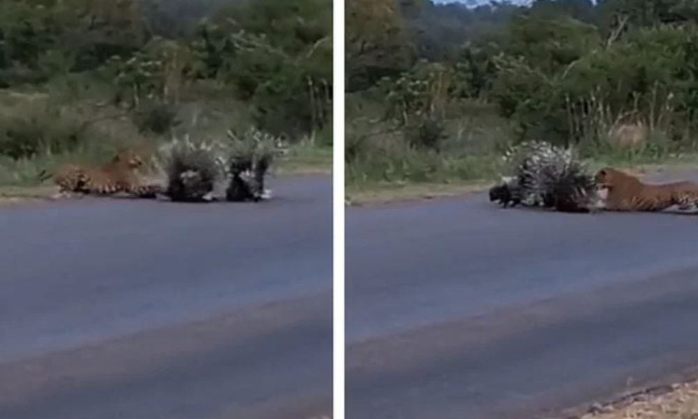 Viral: Porcupine parents provide Z class security to save their baby from leopard attack | WATCH