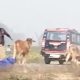 policeman kicking and beating the farmer