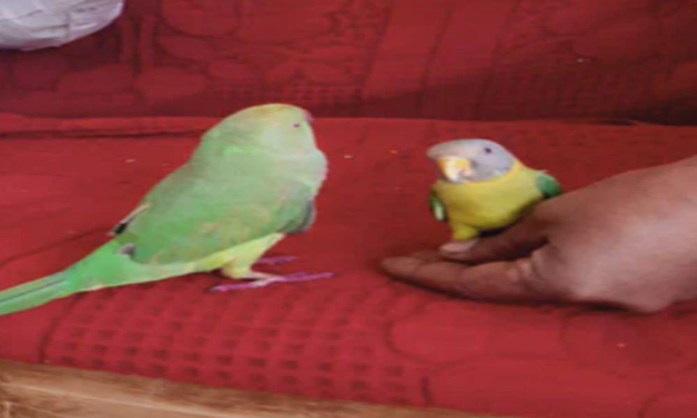 parrots marriage ceremony