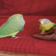 parrots marriage ceremony