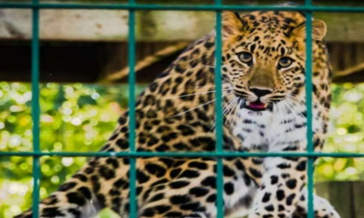 Leopard enters Ghaziabad District Court