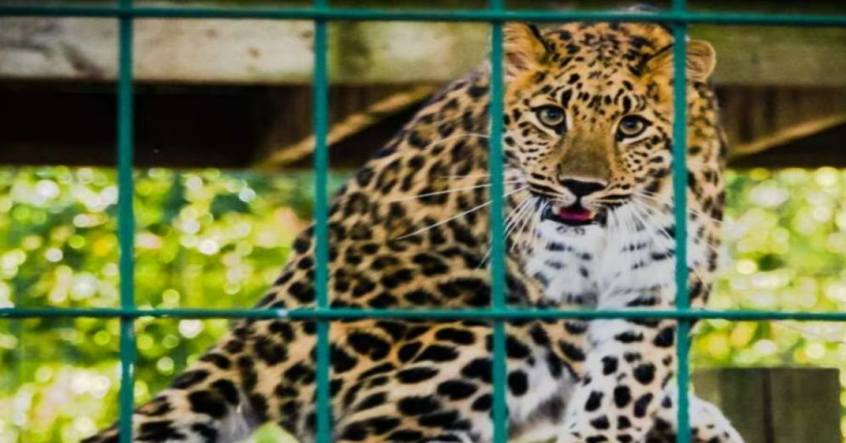 Leopard enters Ghaziabad District Court