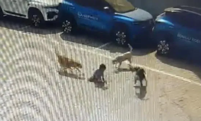 boy mauled to death by dog