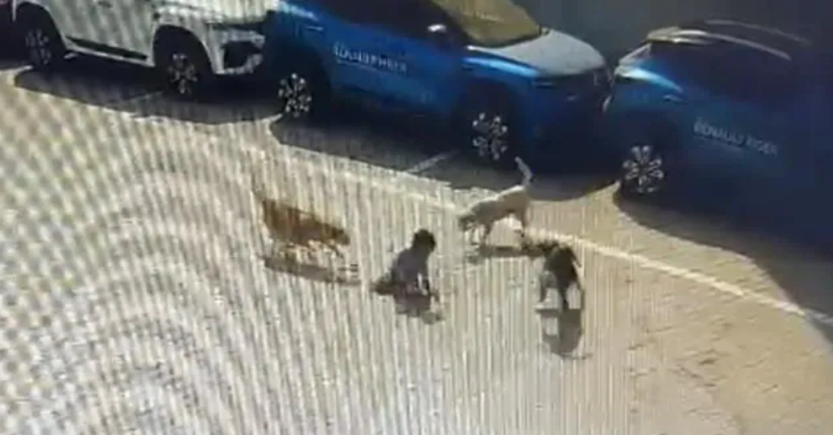 boy mauled to death by dog