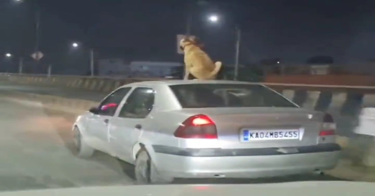 Viral: Dog travels atop car roof in Bengaluru, social media users demand action against driver | WATCH