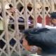 Relatives help students cheat during college exam in Bihar's Sant Kabir College, video viral | Watch