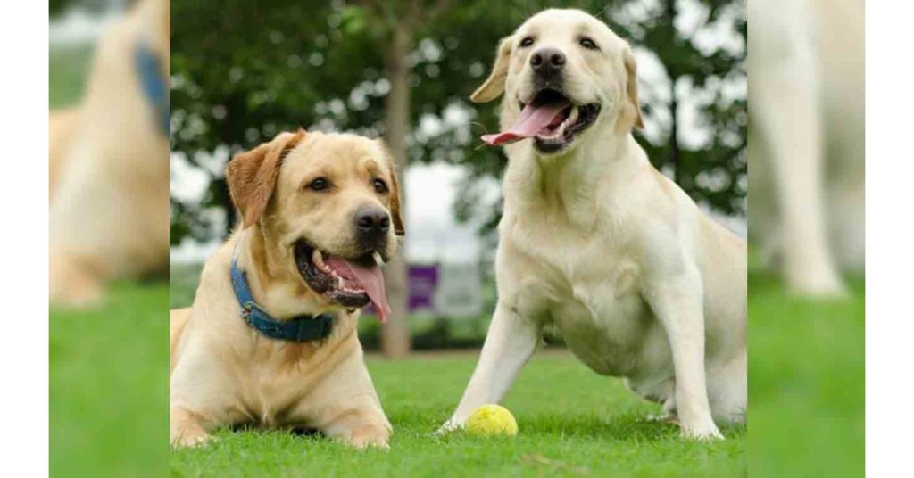 New rules for dog owners