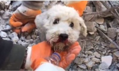 Turkey earthquake: dog trapped inside rubble