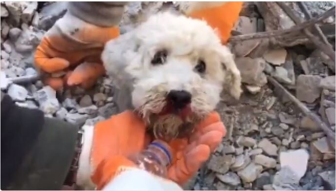 Turkey earthquake: dog trapped inside rubble