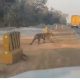 tiger crossing the busy road