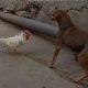 Chicken's triumph over stray dog amuses internet users, video viral | Watch