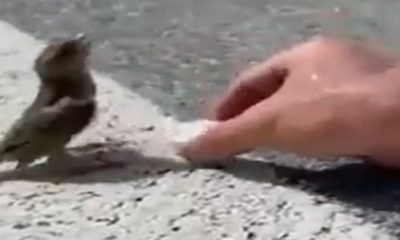 feed thirsty bird on road