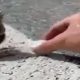 feed thirsty bird on road