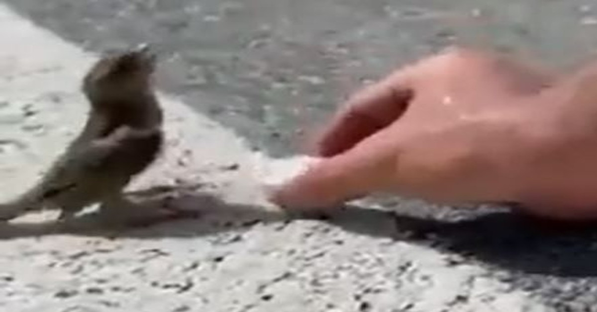 feed thirsty bird on road