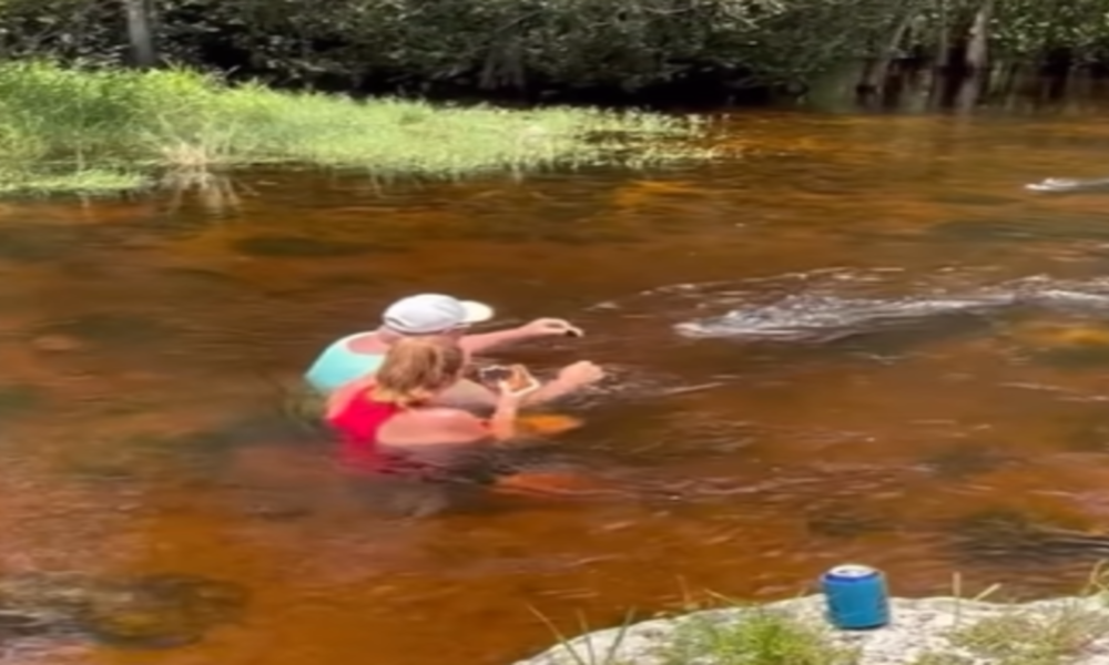 US couple feeding alligator